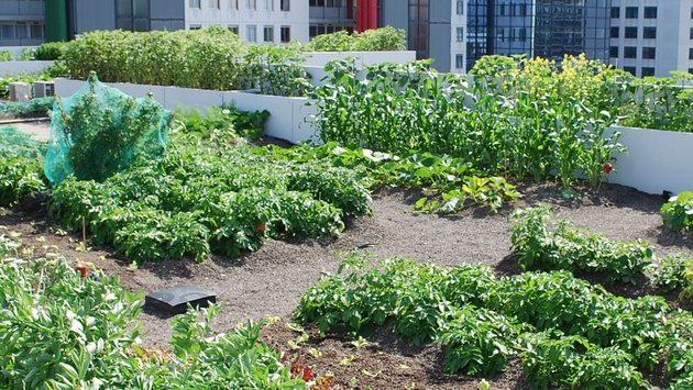 Urban Gardening-Header Urban Gardening-Header